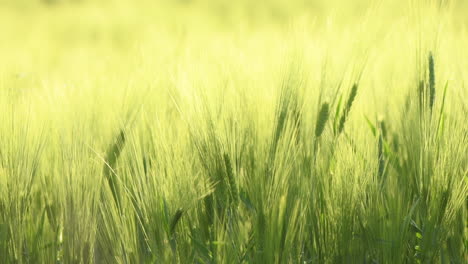 green unripe barley crop ears on plantation in summer sunset