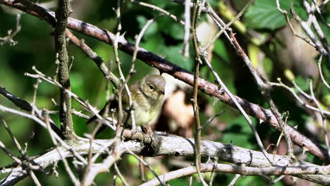 Willow-Warbler,-Phylloscopus-trochilus,-sitting-between-branches-in-a-tree-while-stretching-is-wings-and-legs