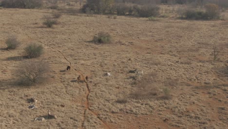 drone aéreo de cebras y rebaños de ñus en la naturaleza en una mañana fría de invierno