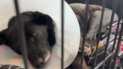 recuperando un perro maduro en una jaula con collar de protección relajado y feliz