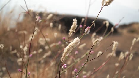 motion shot ears of wheat with flowers blowing in the wind, countryside meadow wheat field