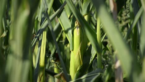 steady detail footage of a corn on the cob inside a field during warm sunset