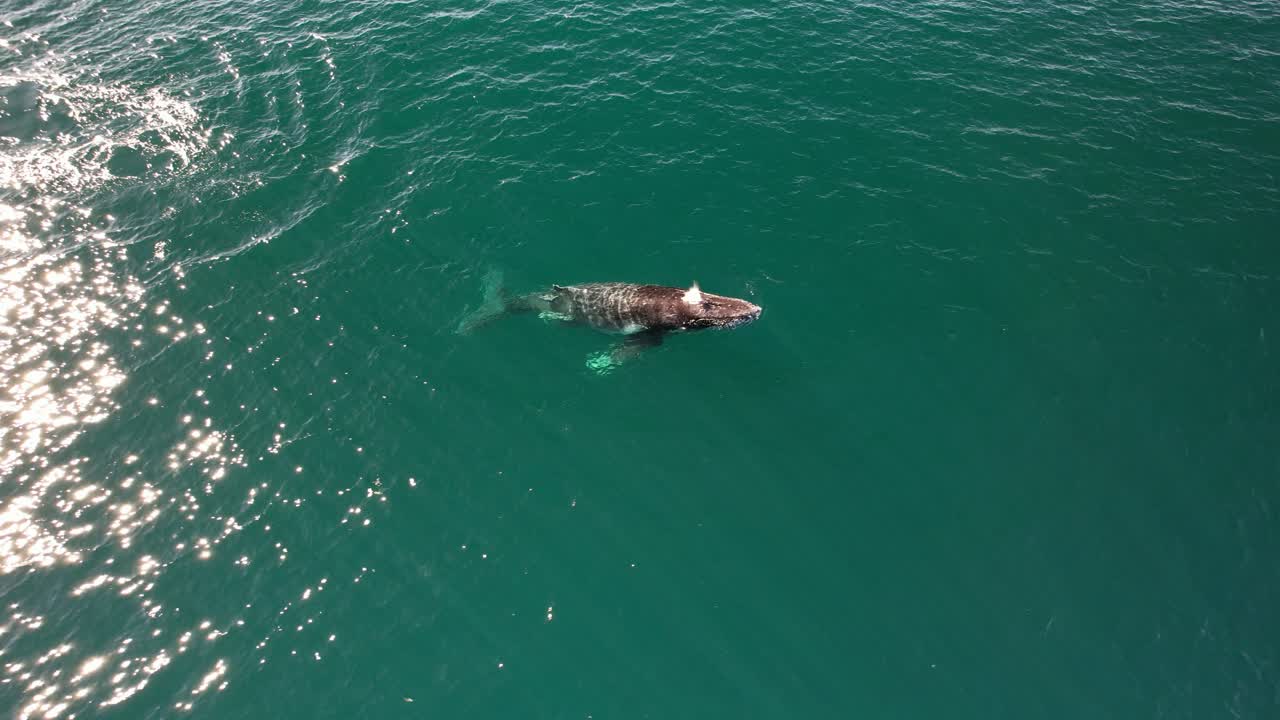 Humpback Whale Swimming In The Tasman Sea In NSW, Australia - Drone Shot