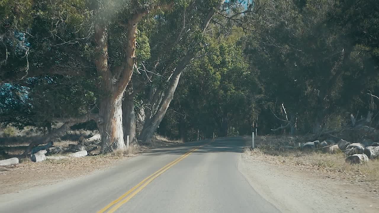 밝고 화창한 날 키 큰 해안 숲을 통해 슬로우 모션 드라이브