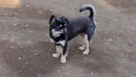 dog playing and looking around outside