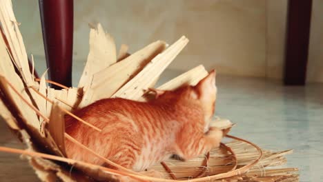 cute ginger kitten playing inside a native hat at home showing concept of autumn mood and winter home activity