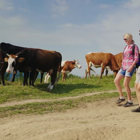 friends with backstreks are walking behind the countryside around a herd of cows