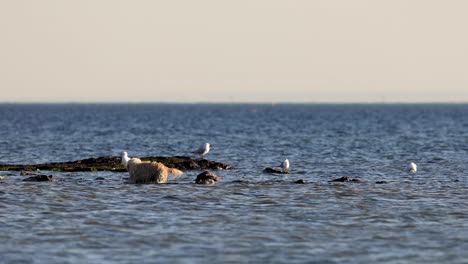 dog interacting with seagulls on the beach