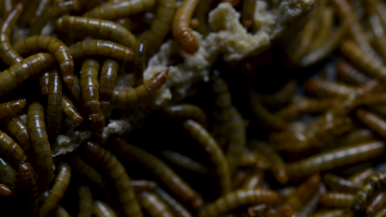 O Tenebrio é uma espécie de besouro Tenebrionidae usado para alimentar animais de estimação como peixes, cobras, pássaros e sapos.