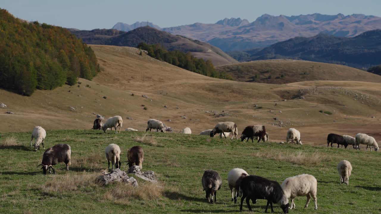 Flock Of Domestic Sheep Feeding On The Grassy Hills. - wide shot