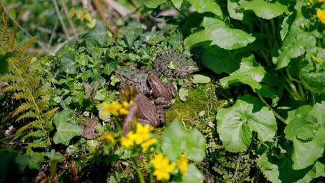 Static-shot-of-pool-frogs-and-marsh-frogs-resting-in-the-sun-on-a-log-at-the-side-of-a-pond