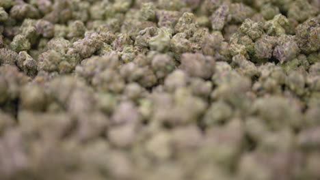 nuggets de marihuana sobrevolados por la cámara, toma de primer plano de la producción de cannabis de etiqueta blanca