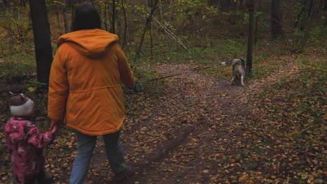 walk through the woods with a dog