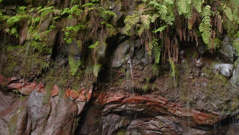 cascada madeira 25 fuentes cascada da risco de cerca la selva tropical exótica