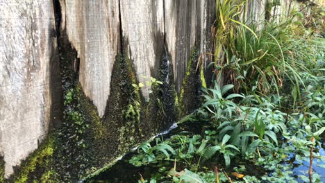 una presa de madera, un estanque cubierto de maleza