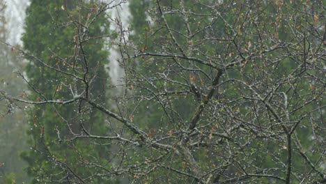 shot-of-a-dry-tree-and-a-bird-walking-on-the-branches-on-a-rainy-day-in-the-fall