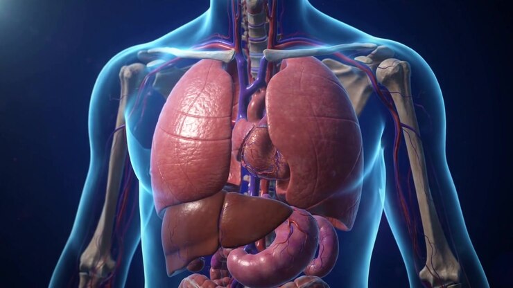 Clinical 3D Illustration Of Transparent Upper Torso Showing Liver Beneath Ribs And Lungs In Medical View For Medical Education