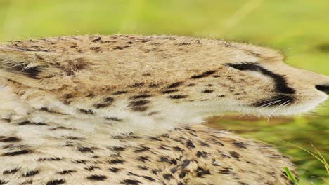 vertical close up cheetah portrait in africa, vertical african animals cheetah video for social media instagram reels and tiktok of safari animals and wildlife in maasai mara national park in kenya