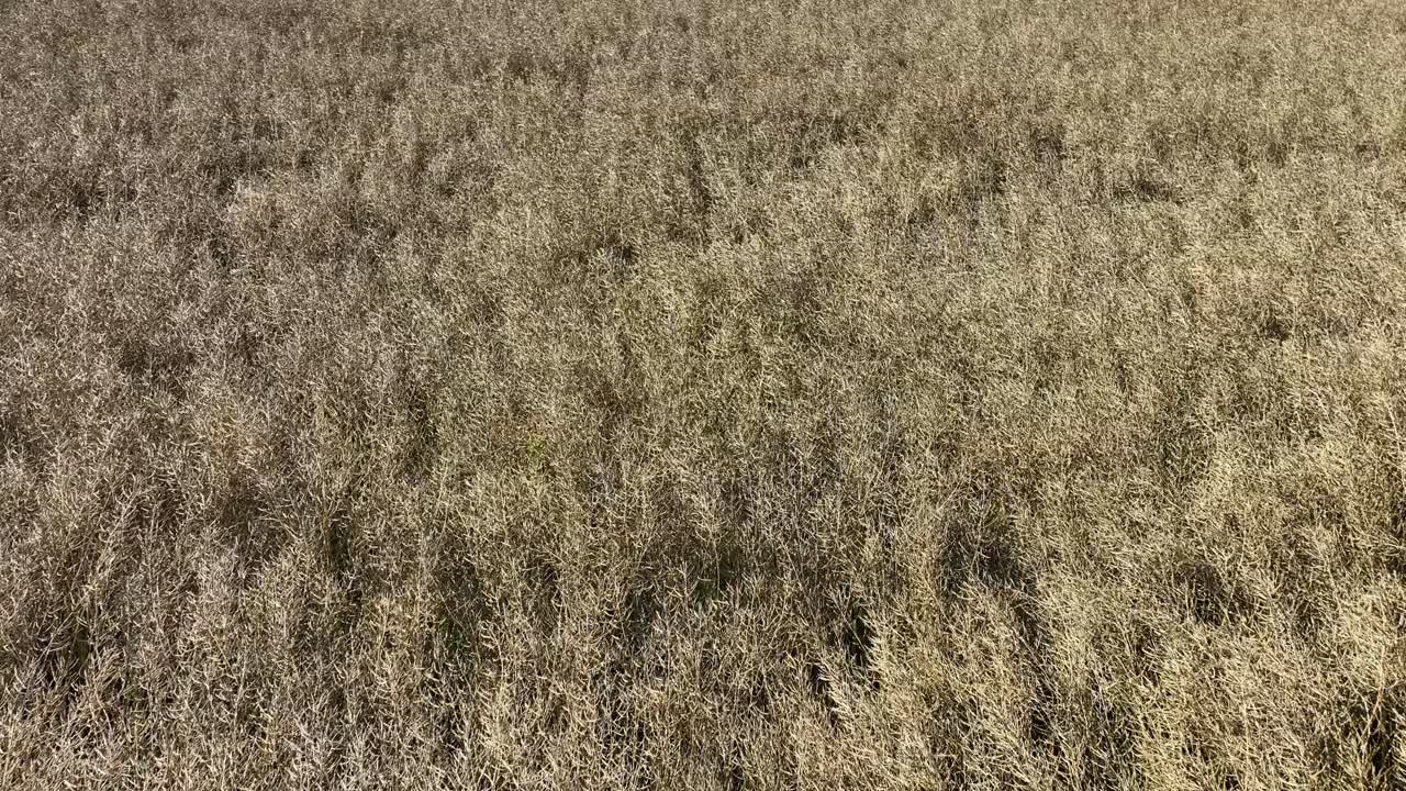 primer plano avance del clip en movimiento por encima de los campos de grano europeos antes de inclinarse para revelar la vista completa de la cosecha - 60 fps