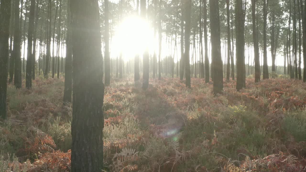 Sunlight streaming through pine trees in serene Landes forest, Castets, France. Beautiful nature, peaceful woodland, golden hour, light rays