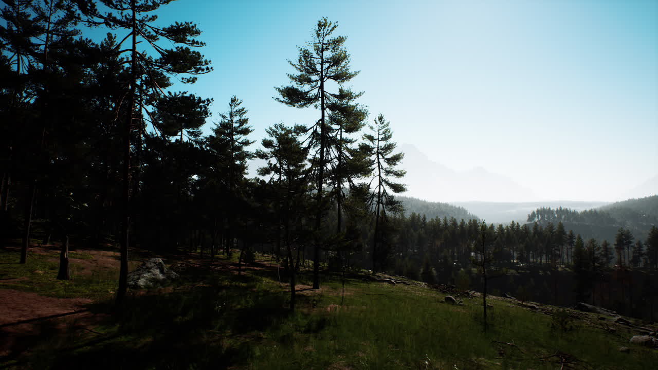 아침 에 안개 가 가득 한 산 숲 풍경