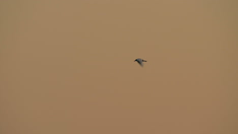 la gaviota volando en el cielo de la noche