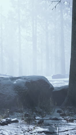 snowy forest with fog