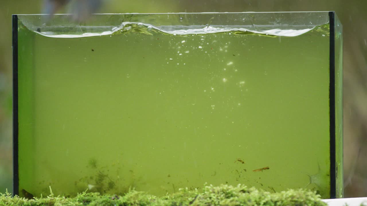 킹피셔 가 수족관 에서 물고기 들 에게 먹이 를 주는 것