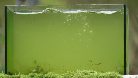 pescador que alimenta a los peces en el acuario