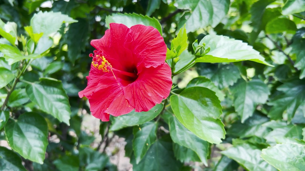 Fiore di ibisco rosso vibrante che sboccia in un giardino lussureggiante