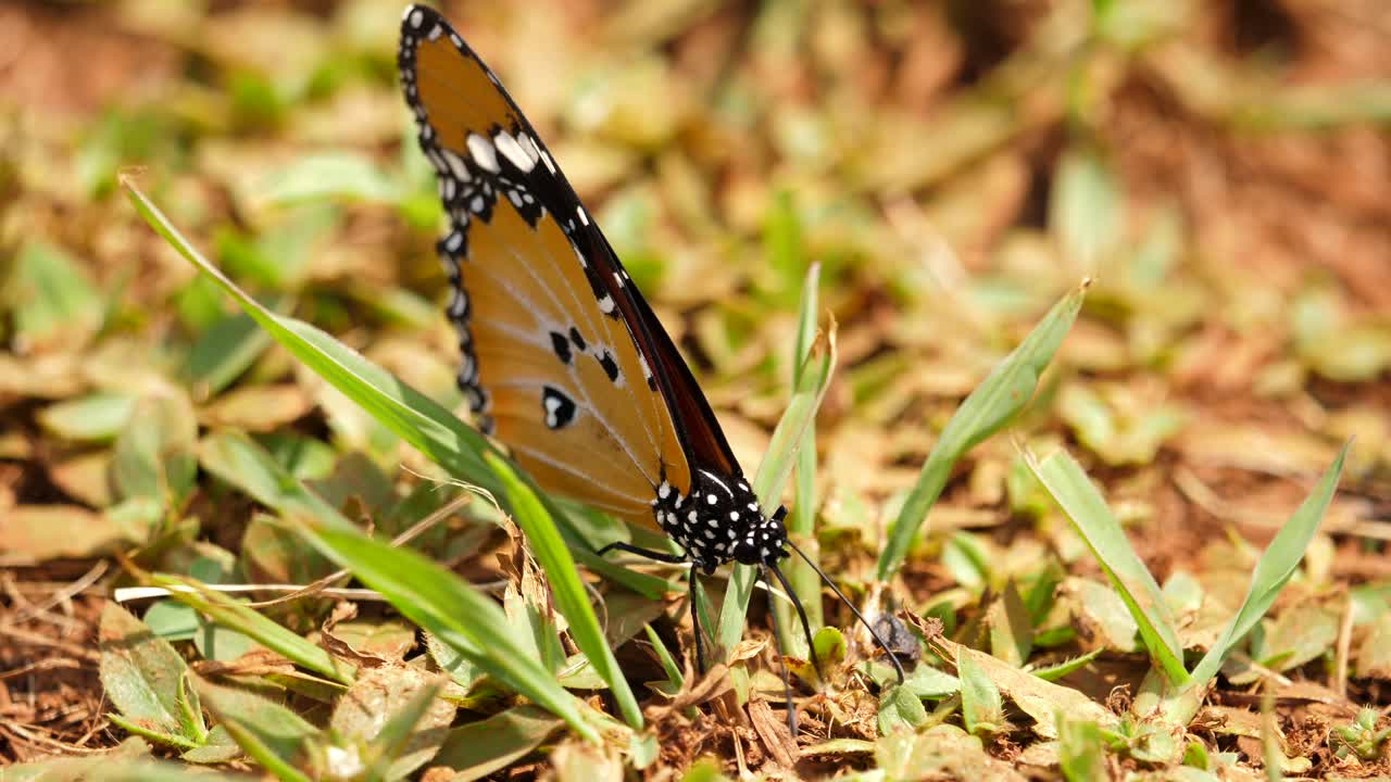 mariposa monarca africana en el suelo, abre y cierra las alas, enfoque macro