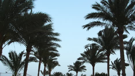 Tall-palms-on-background-of-sunrise-sky.-Palm-trees-at-luxury-resort-garden.