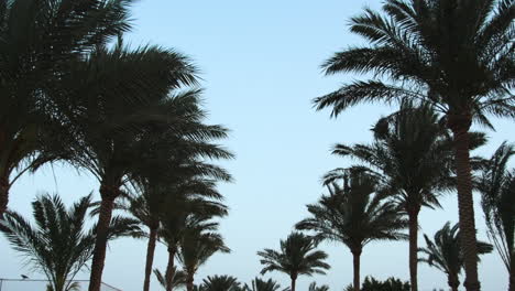 tall palms on background of sunrise sky. palm trees at luxury resort garden.