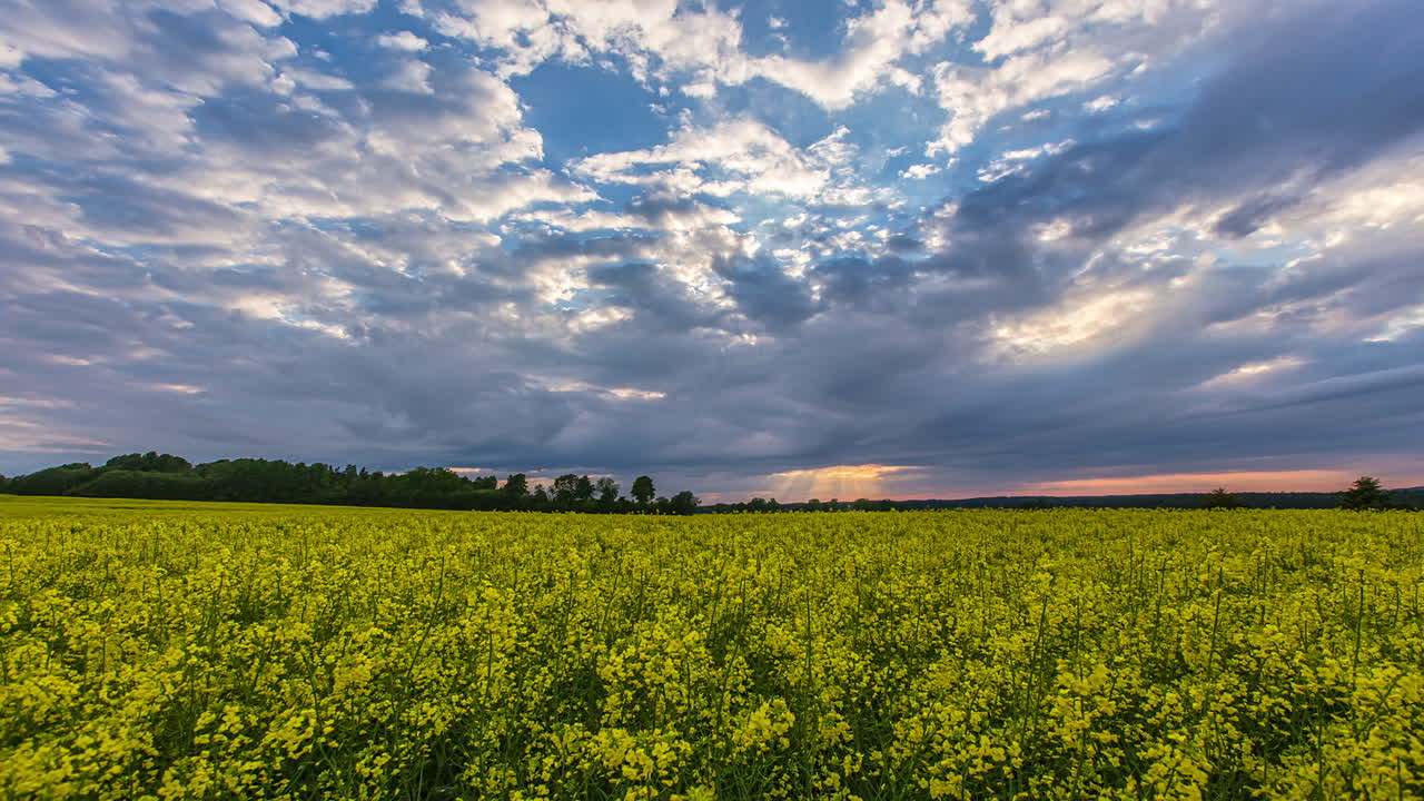 시골의 노란 카놀라 농장 위에 하늘을 나는 구름과 함께 극적인 하이퍼랩스 샷