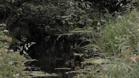 Un-Tranquilo-Río-Verde-Que-Fluye-A-Través-Del-Bosque-De-Prądzonka-En-El-Norte-De-Polonia