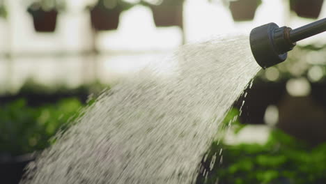 gardener watering flowers with close-up of hose nozzle
