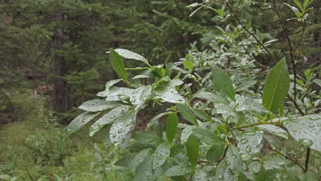 Bush-Deja-En-El-Bosque-Después-De-La-Lluvia-Se-Acercó-A-Las-Montañas-Rocosas-De-Kananaskis,-Alberta,-Canadá