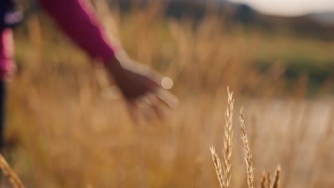a hand reaching through tall grass on a golden field during sunset