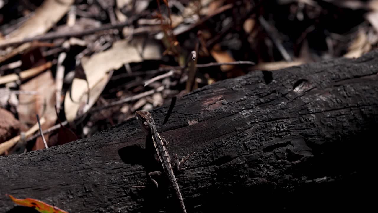 도마이 불타버린 나무 표면을 가로질러 움직입니다.