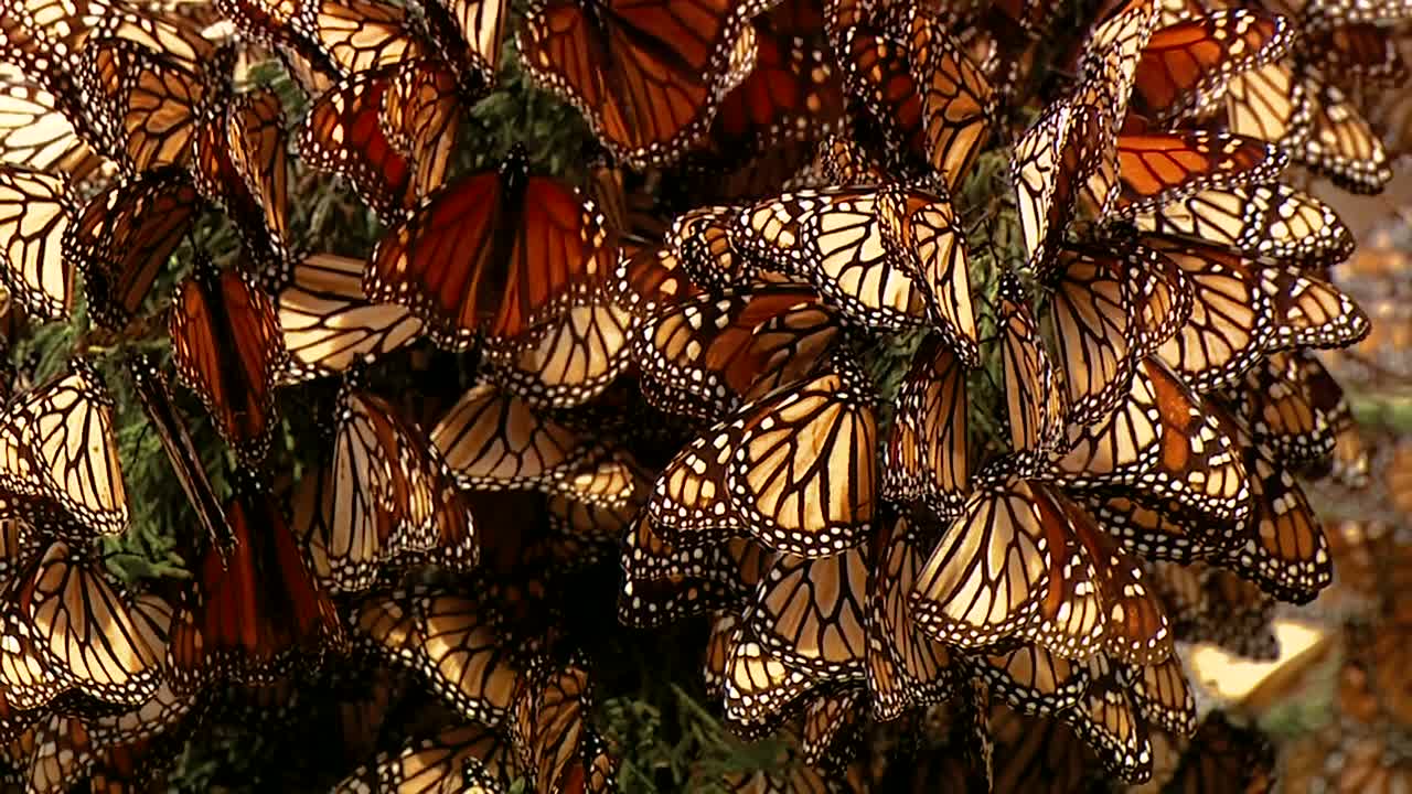 un gran grupo de mariposas monarca recién nacidas reunidas en un pino