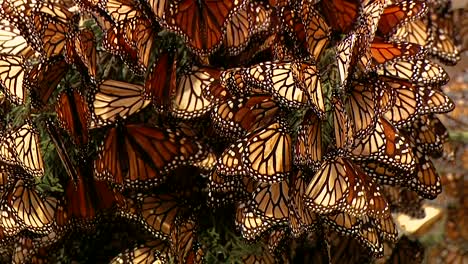 a large group of newly born monarch butterflies all collected on a pine tree