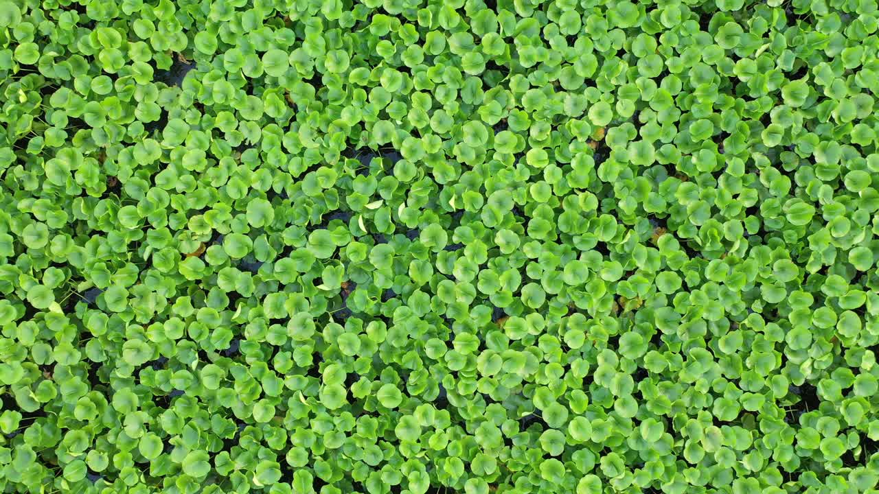 밀집된 떠다니는 식물