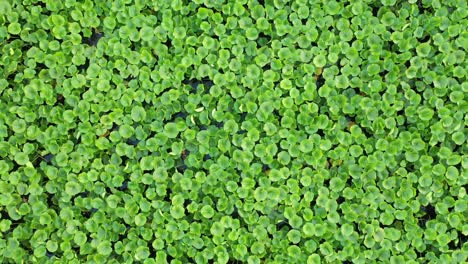 plantas flotantes densas