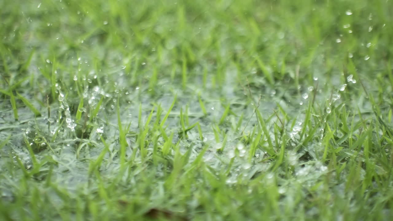 240fps에서 잔디 슈퍼 카메라 슬로우 모션 4k에 떨어지는 빗방울