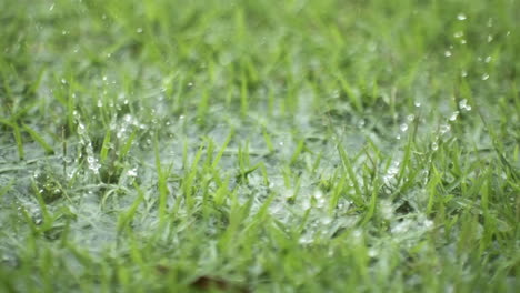Rain-Drops-Falling-in-the-Grass-Super-Camera-Slow-Motion-4K-at-240-FPS