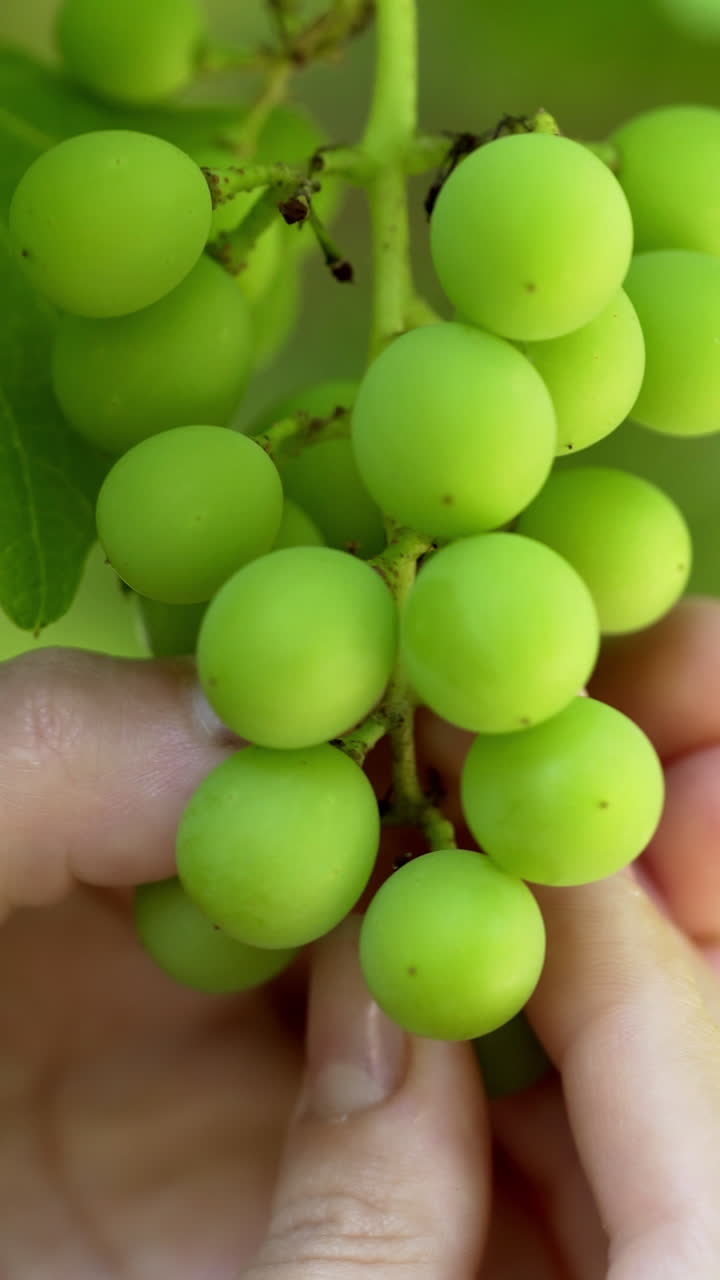 Bunch of unripe grapes hanging on a vine. Picking grapes on farm. Vineyard close up Vertical video