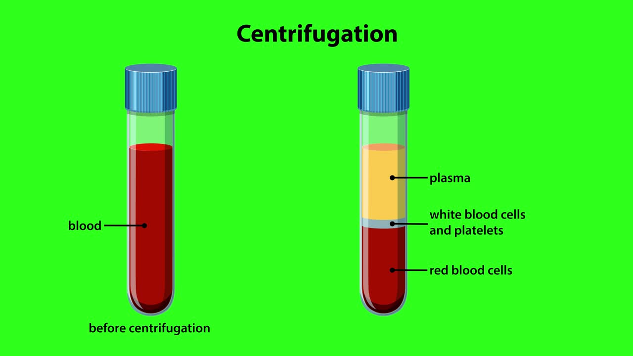 Animazione 2D educativa che illustra la separazione del sangue in plasma, globuli bianchi e globuli rossi.