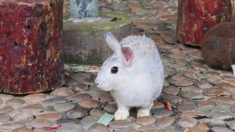 cute grey and white rabbit eating