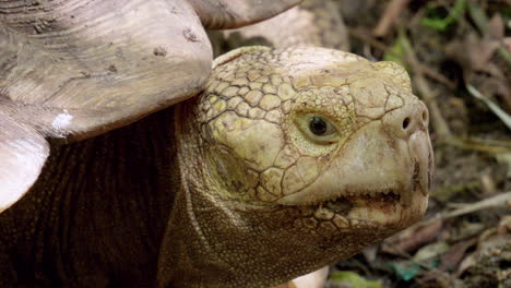 close-up shot of the head of an african spurred tortoise, centrochelys sulcata, an endagered species that is bred in captivity inside a zoo in thailand