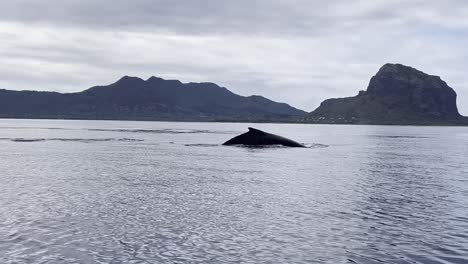 two magnificent humpback whales quickly break the ocean's water surface to breathe